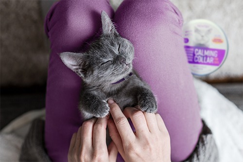 Woman wearing purple tights scratching a kitten that rests in her lap, while a Sentry Calming Collar product is in the background
