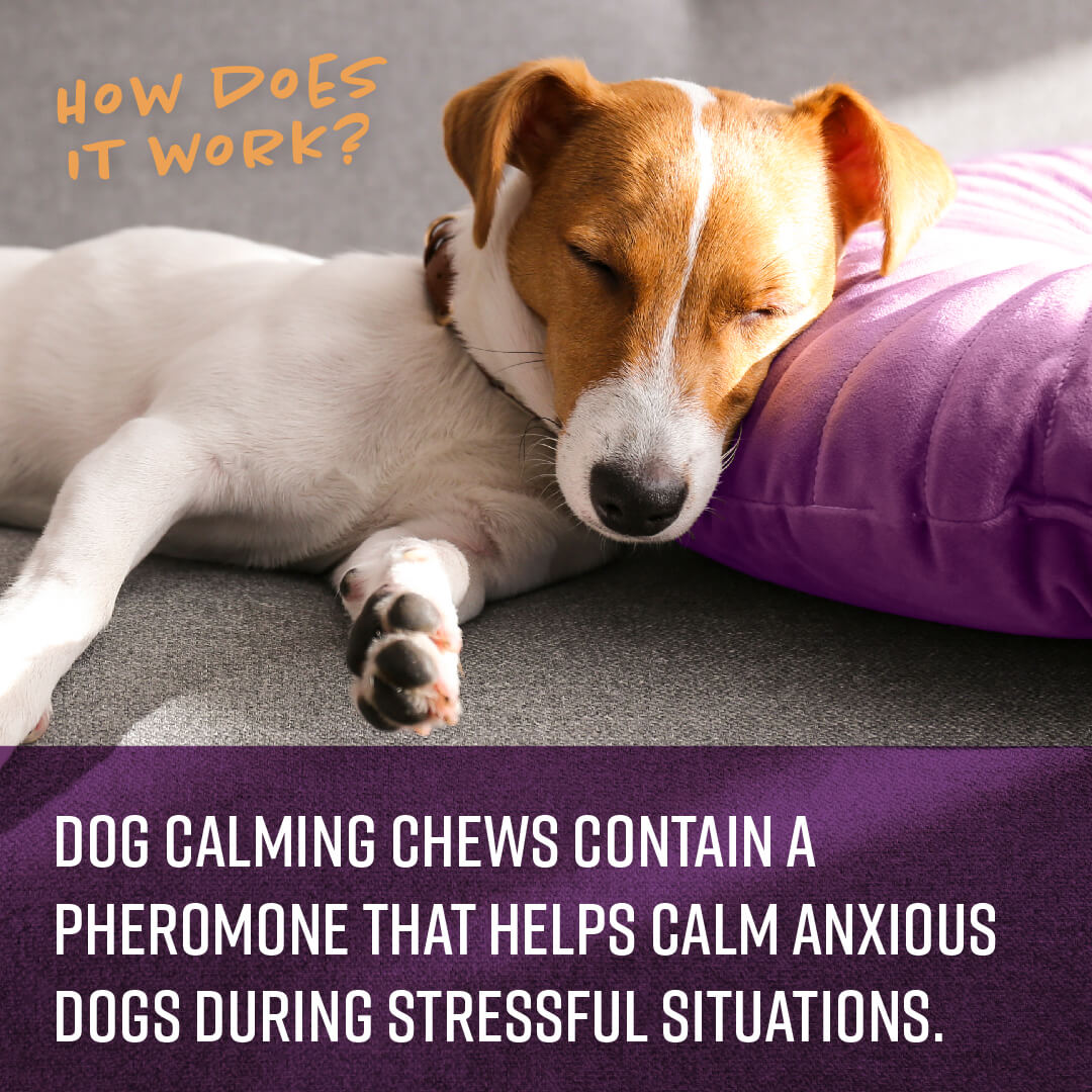 Dog Anxiety Chew Toy Vineland  Treat Dispensing Dog Toys – SleepWize